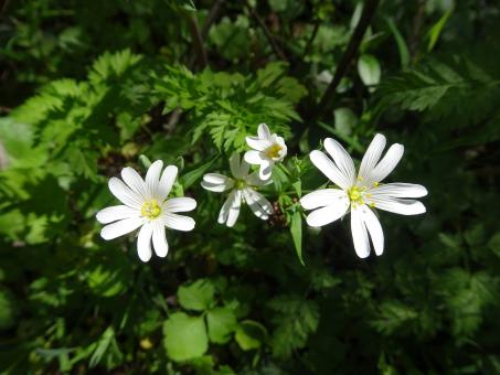 Ten petals white flowers - Free Stock Photo