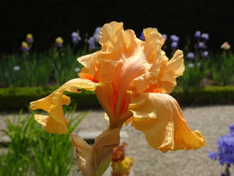 Free stock image of apricot and orange iris marvel in a public garden created by GAIMARD Jacques