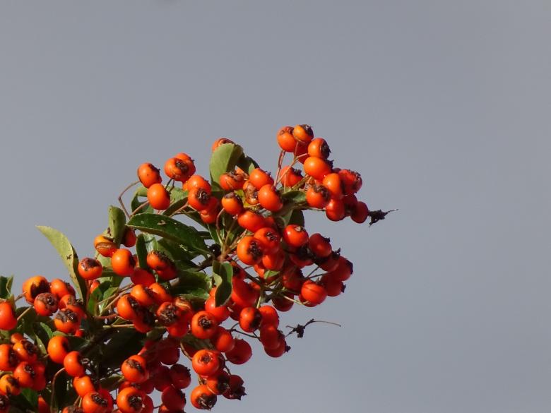 Free stock image of Grape of orange pyracantha created by GAIMARD Jacques