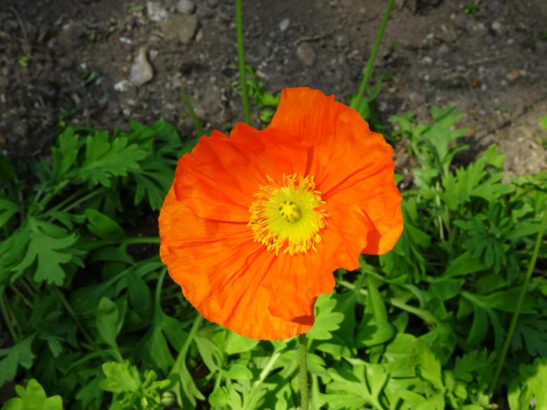 Free stock image of Bright orange papaver at sunrise created by GAIMARD Jacques