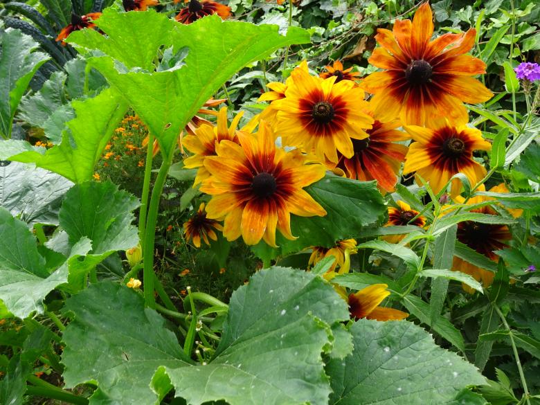 Free stock image of Black, red and orange sunflowers created by GAIMARD Jacques
