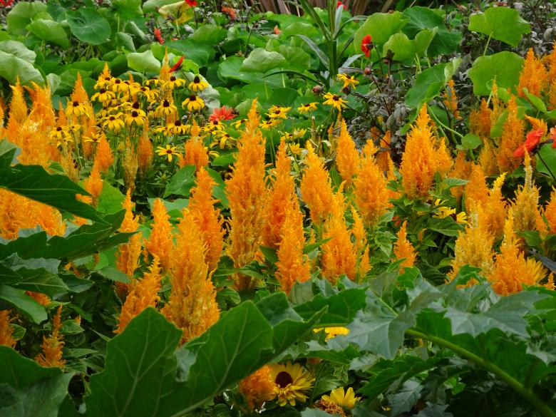 Free stock image of Orange-yellow celosias created by GAIMARD Jacques