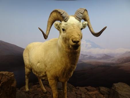 Diorama exhibition: stuffed mouflon - Free Stock Photo