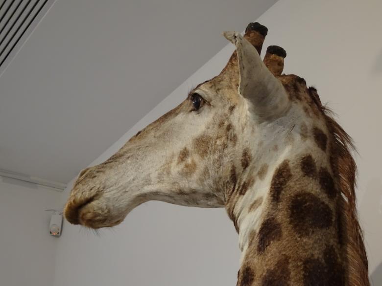 Free stock image of Naturalized giraffe created by GAIMARD Jacques
