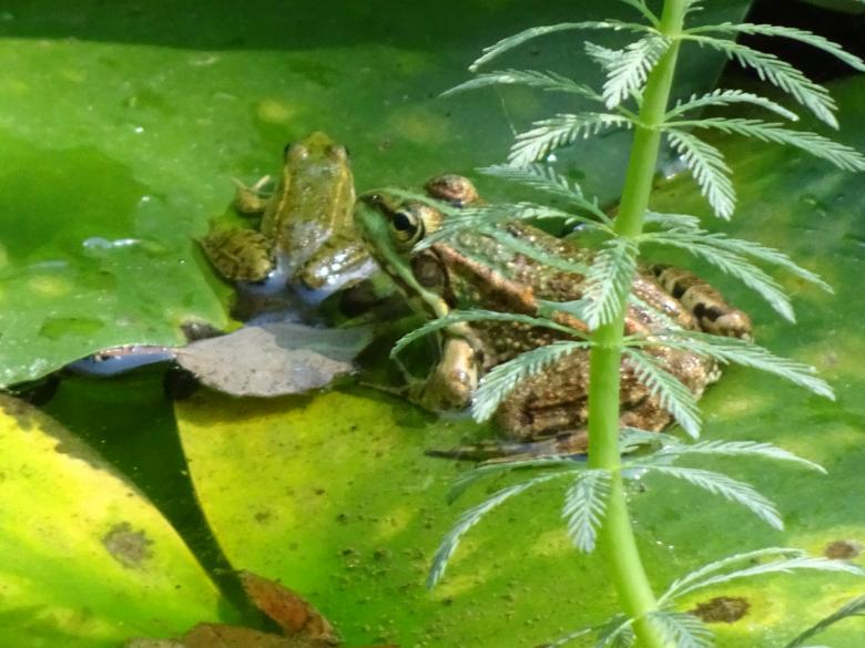 Free stock image of Frogs resting created by GAIMARD Jacques