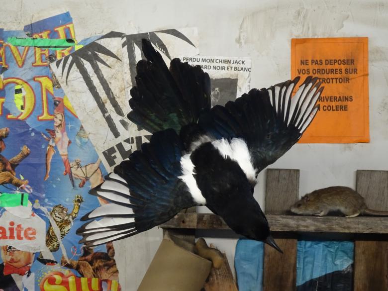 Free stock image of Stuffed magpie flying of human garbage created by GAIMARD Jacques