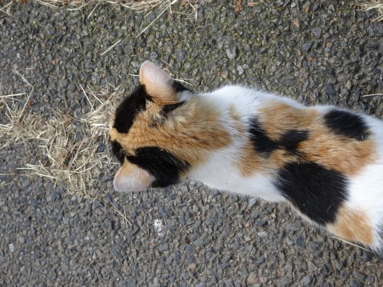 Free stock image of Felis silvestris catus: Fig. 4. UPPER VIEW created by GAIMARD Jacques