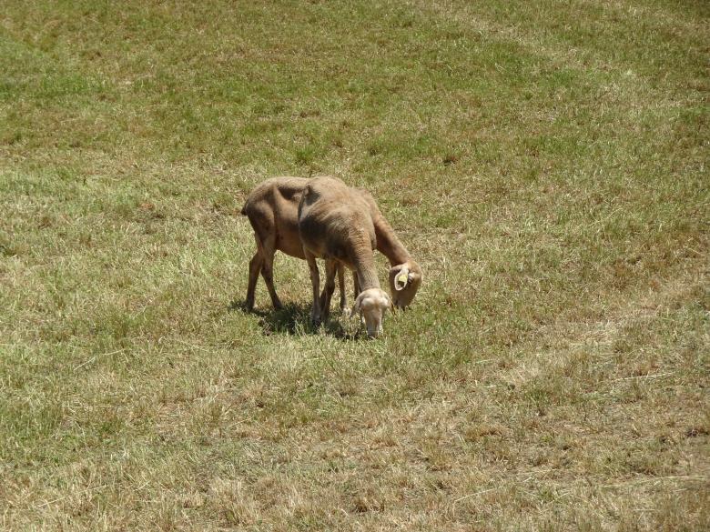 Free stock image of Two-headed freak sheep? Of course not! created by GAIMARD Jacques