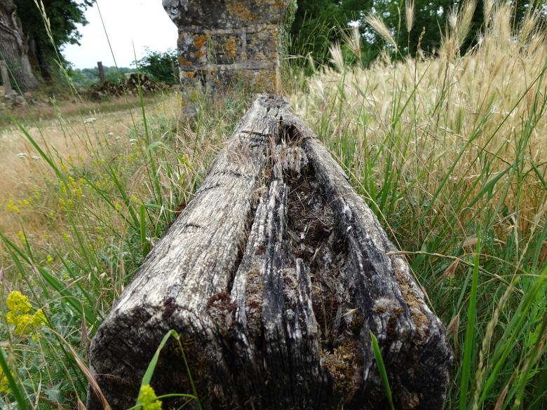 Free stock image of Very old dry tree trunk created by GAIMARD Jacques