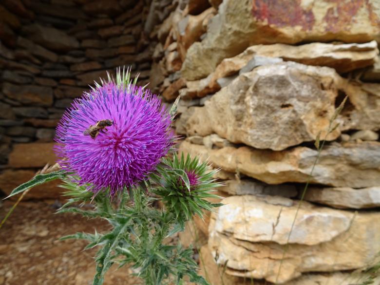Free stock image of Thistle decorating a dry stone peasant hut created by GAIMARD Jacques