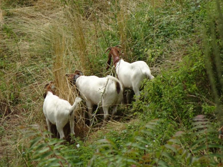 Free stock image of The magnificent... Three!! created by GAIMARD Jacques