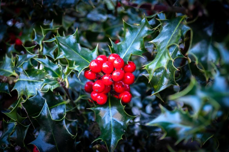 Free stock image of Christmas holly created by PaSoNeCa