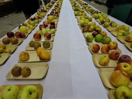 An apple a day for... The whole year!! - Free Stock Photo