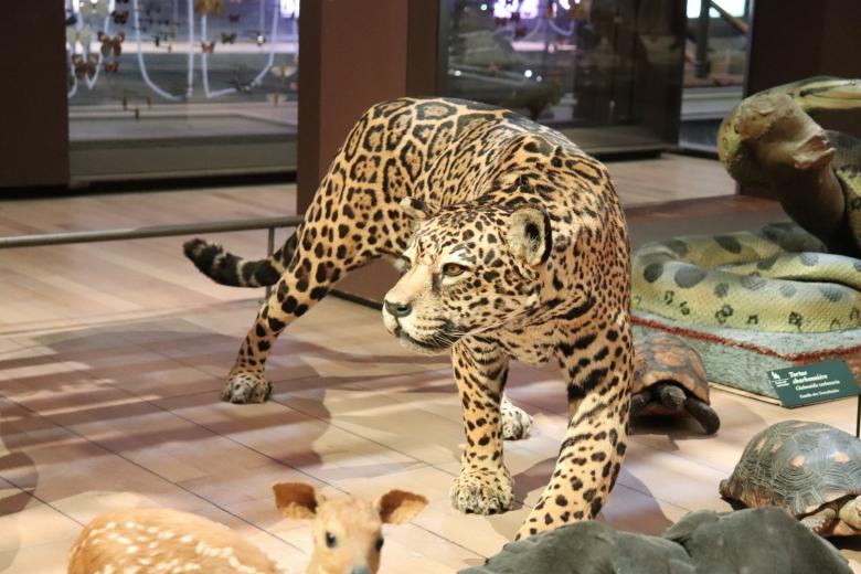 Free stock image of Naturalized cheetah created by GAIMARD Jacques