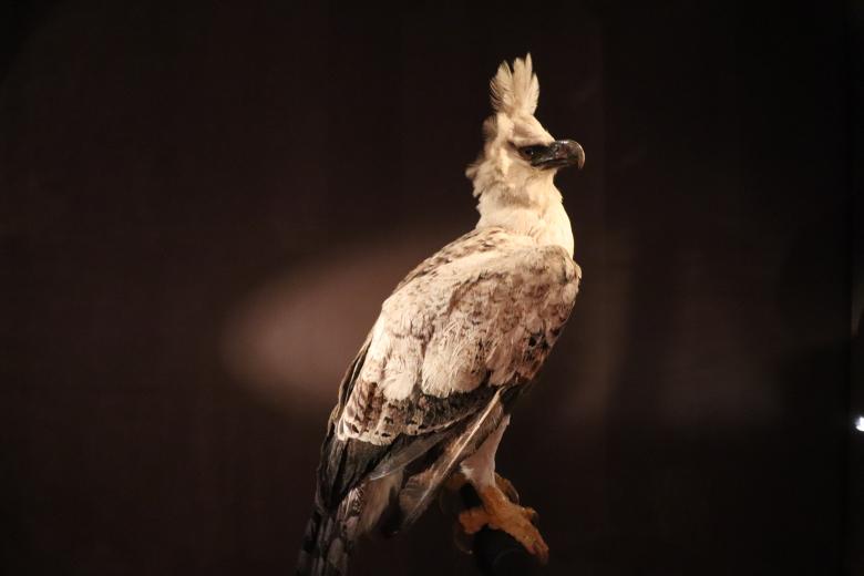 Free stock image of Stuffed bird of prey created by GAIMARD Jacques