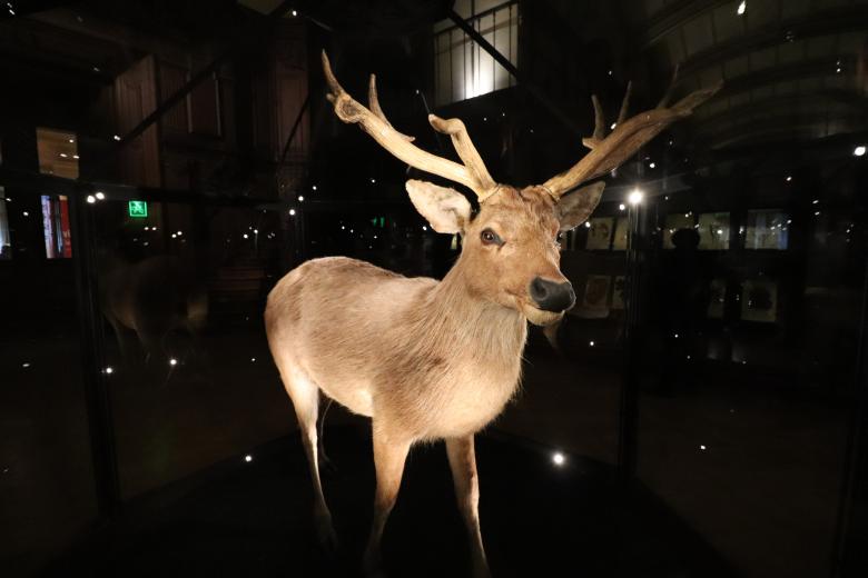 Free stock image of Naturalized Deer created by GAIMARD Jacques