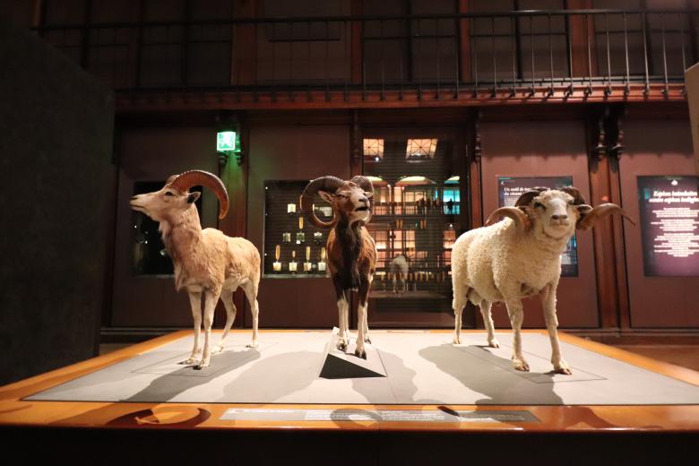 Free stock image of Stuffed mouflons (or so...) created by GAIMARD Jacques
