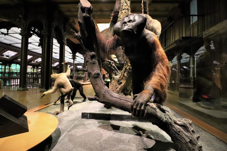 Free stock image of Naturalized ape created by GAIMARD Jacques