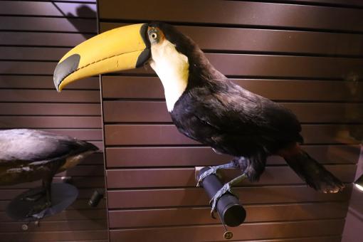 Free Stock Photo of Naturalized toucan