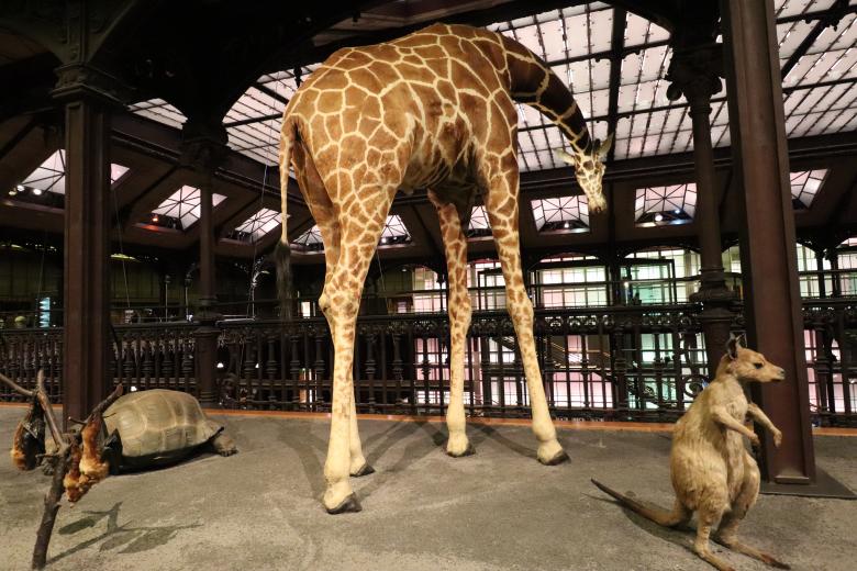 Free stock image of Stuffed giraffe created by GAIMARD Jacques
