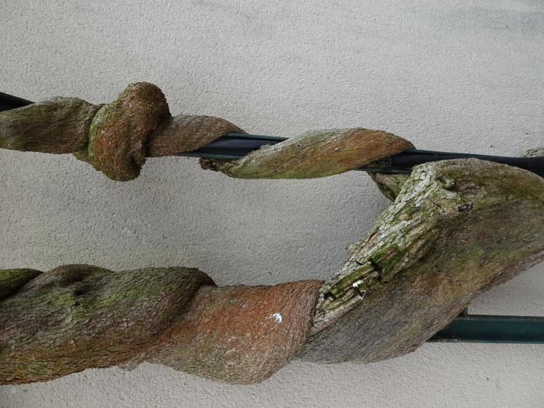 Free stock image of Vegetal version of the Boston strangler!! created by GAIMARD Jacques