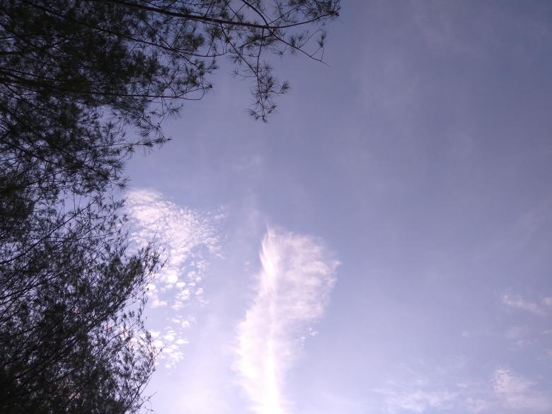 Free stock image of Pine trees and sky created by Toyoong Digital