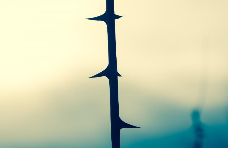Free stock image of Thorn Close Up created by Alen