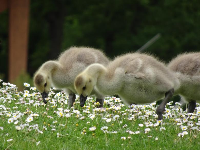 Free stock image of Ducklings in skills training created by GAIMARD Jacques