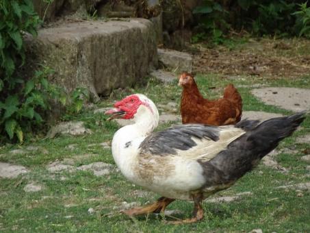 Free Stock Photo of Yes! Yes! Yes! I'm a duck...