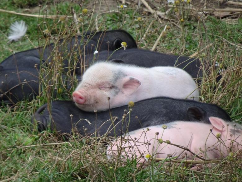 Free stock image of It's so good to sleep like a pig!! created by GAIMARD Jacques