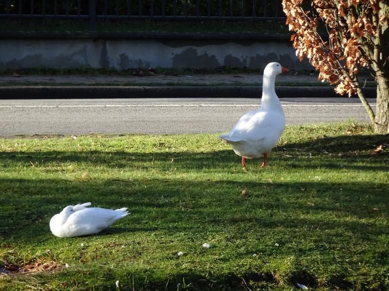 Free stock image of I've got nothing to do with a white pigeon!! created by GAIMARD Jacques