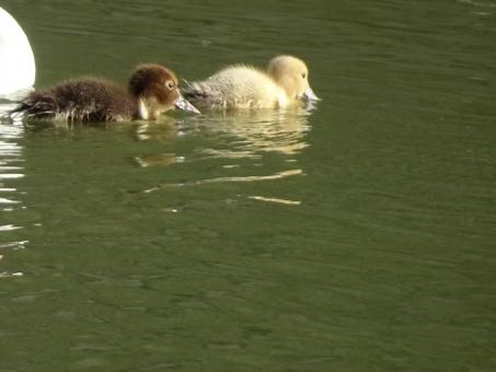 Free Stock Photo of It's hard to learn how to swim... if only mom was here!