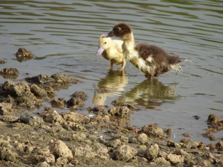 Free Stock Photo of Well... My feathers are still not waterproof!!
