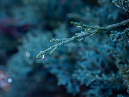 Water drop on Branch