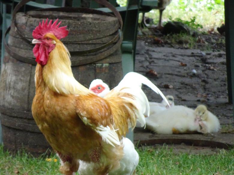 Free stock image of Big rooster and farm duck created by GAIMARD Jacques