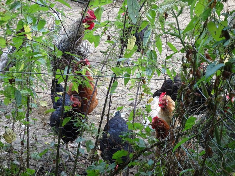 Free stock image of A rooster and many hens created by GAIMARD Jacques