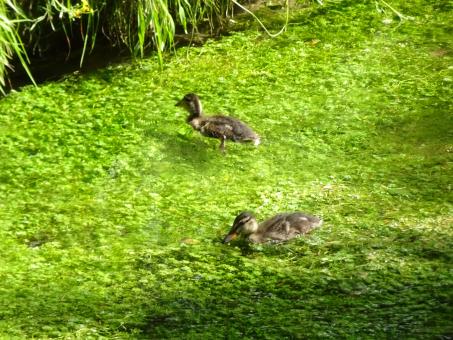 Free Stock Photo of Ducklings on a river