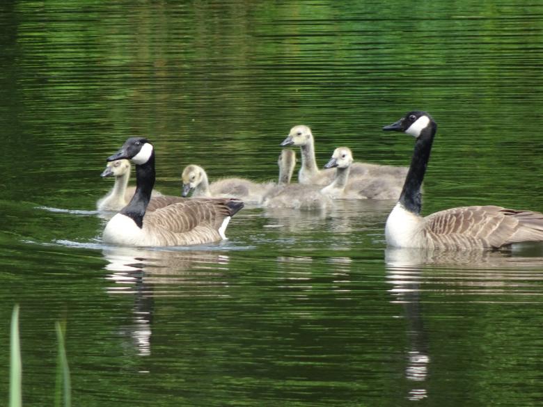Free stock image of Bernache couple and chicks on a river created by GAIMARD Jacques