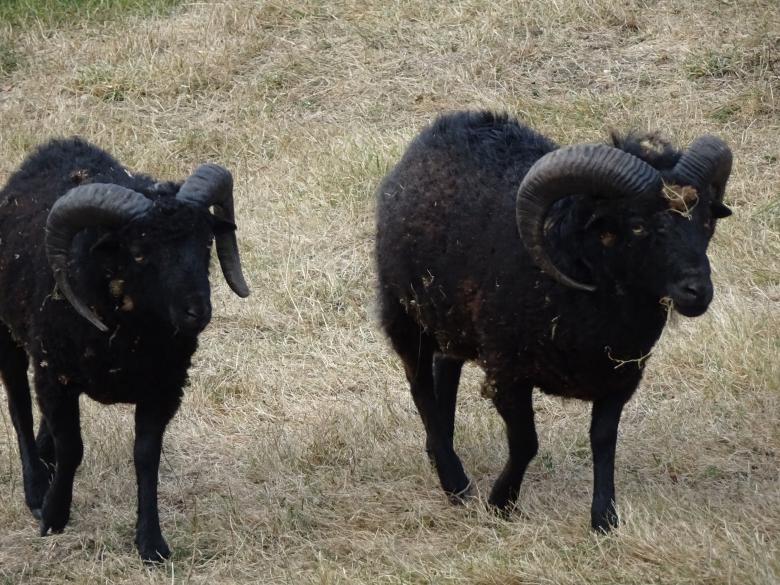 Free stock image of Two black goats side by side created by GAIMARD Jacques