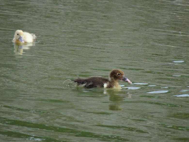Free stock image of Brown and yellow ducklings on a river created by GAIMARD Jacques