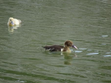 Free Stock Photo of Brown and yellow ducklings on a river