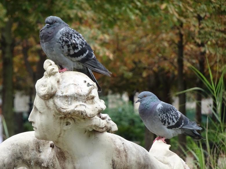 Free stock image of Two grey pigeons on a stone sculpture created by GAIMARD Jacques