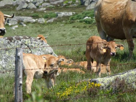Calves and cow - Free Stock Photo