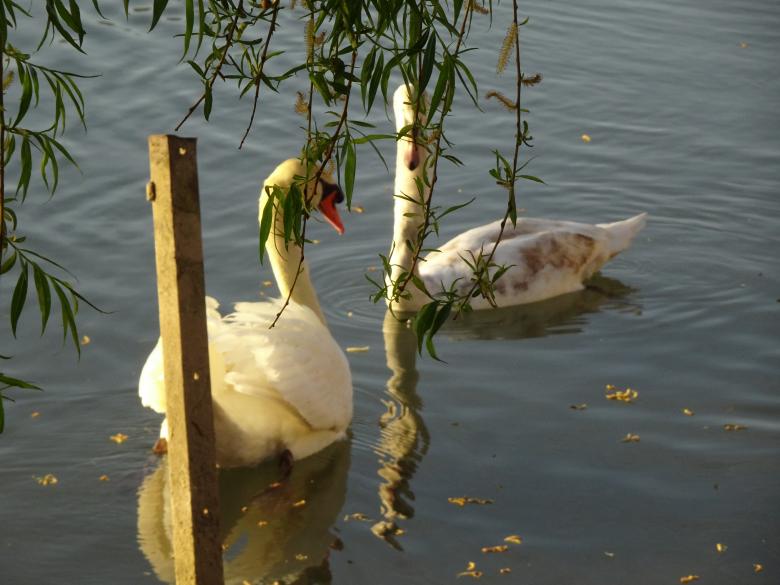 Free stock image of Swan couple on a river created by GAIMARD Jacques