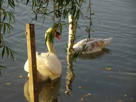 Free Stock Photo of Swan couple on a river
