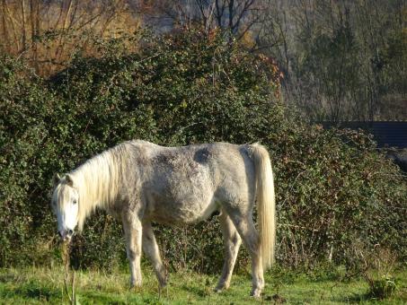Free Stock Photo of Oh no! It's a joke! Don't tell me you eat horse meat...