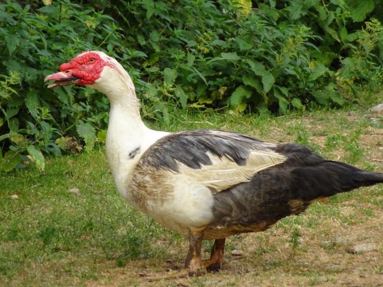 Free stock image of Ugly Duckling yourself... Quasimodo!!! created by GAIMARD Jacques