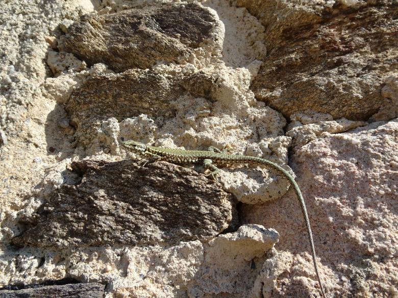 Free stock image of I'm Wizard, the Lizard... created by GAIMARD Jacques