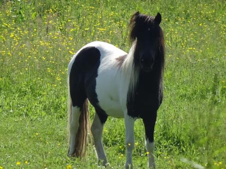 Free Stock Photo of I'm Blackface, the anonymous horse! Who are you??