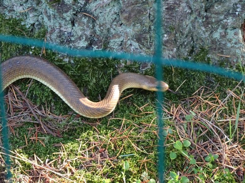 Free stock image of I'm Snappy, the sneaky snake!! created by GAIMARD Jacques